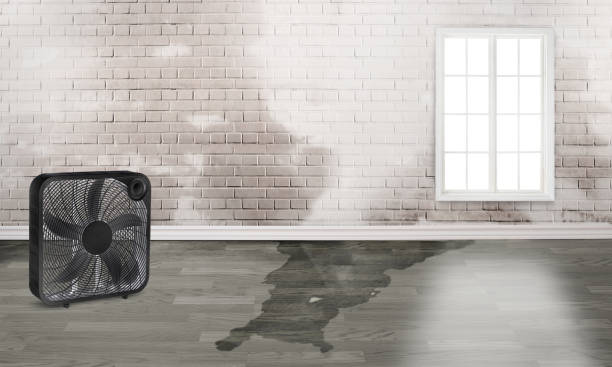 Best Basement water damage restoration  in Byrdstown, TN